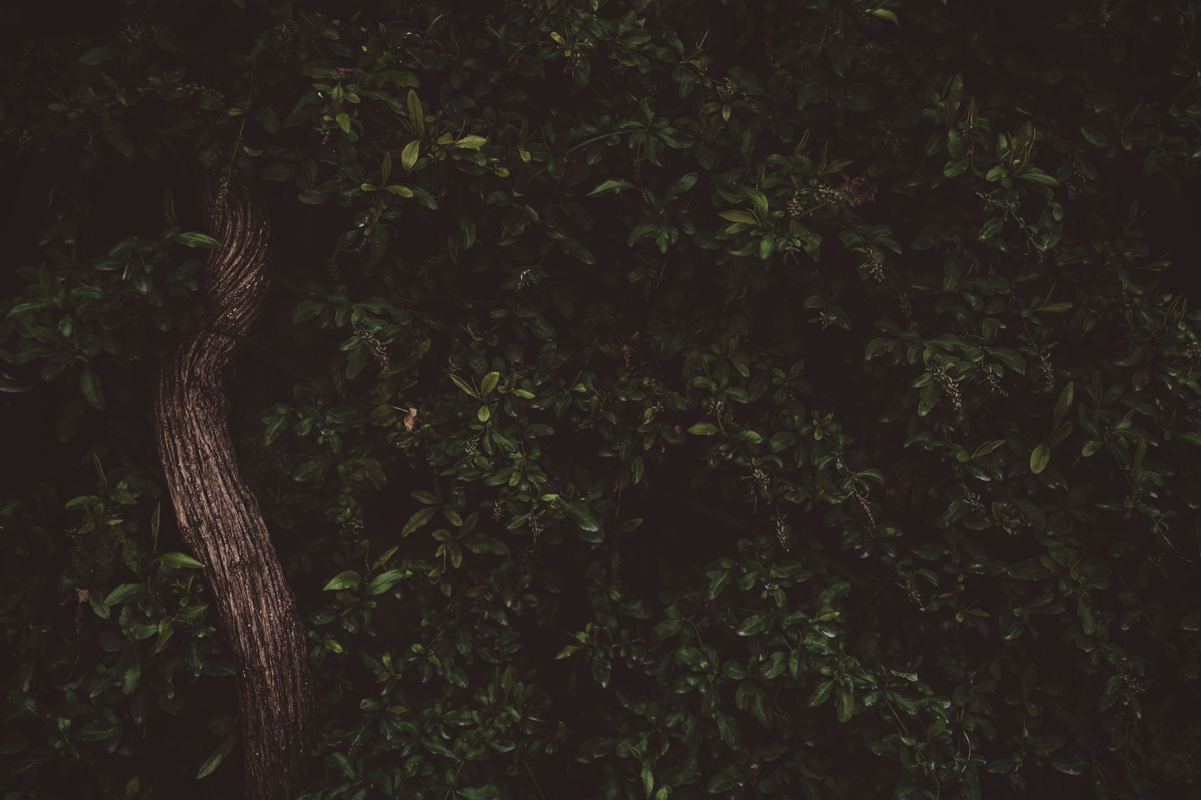 Questions in the Garden: Character, Reader, and Resolution in Genesis 3